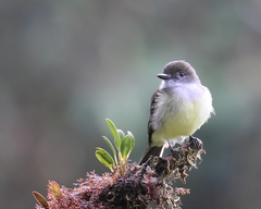 Myiarchus cephalotes