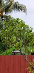 Ficus