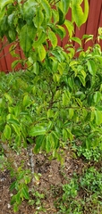 Ficus