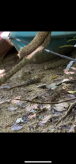 Plestiodon kishinouyei