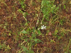 Oenothera glaucifolia