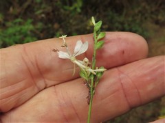 Oenothera glaucifolia