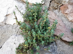 Parietaria