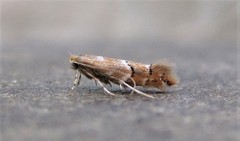 Cameraria betulivora