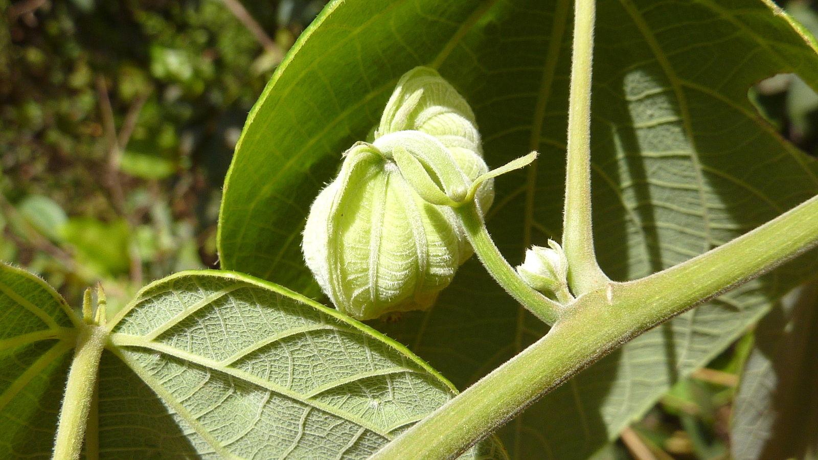Dalechampia affinis