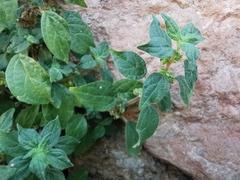 Parietaria