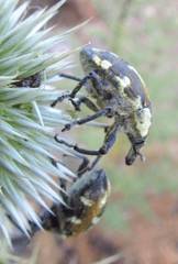 Larinus onopordi