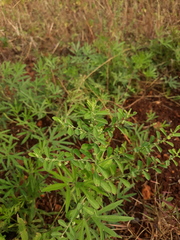 Phyllanthus maderaspatensis