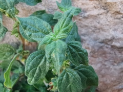 Parietaria