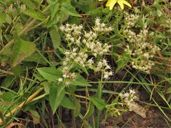 Eupatorium cordigerum