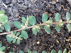 Euphorbia prostrata