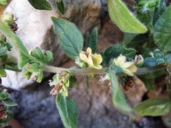 Parietaria
