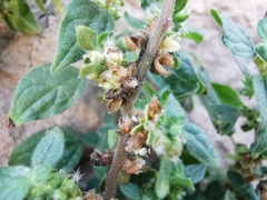 Parietaria