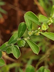 Phyllanthus maderaspatensis