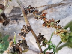 Parietaria