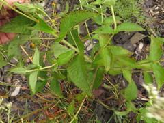 Eupatorium cordigerum