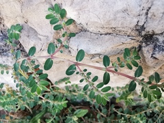 Euphorbia prostrata