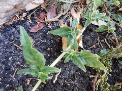 Amaranthus deflexus