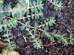 Euphorbia prostrata