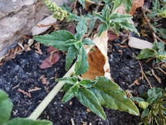 Amaranthus deflexus