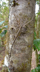 Spinonemia