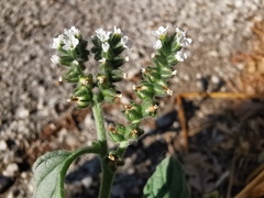 Heliotropium europaeum