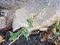 Amaranthus deflexus