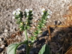 Heliotropium europaeum