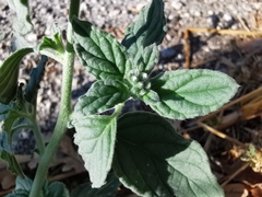 Heliotropium europaeum
