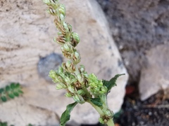 Amaranthus deflexus