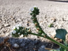 Heliotropium europaeum