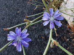 Cichorium intybus