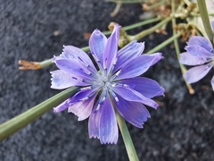 Cichorium intybus