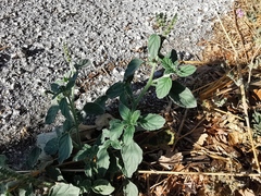 Heliotropium europaeum