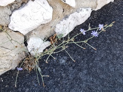 Cichorium intybus