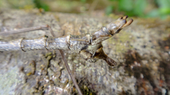 Spinonemia