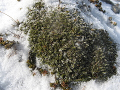 Anisotome imbricata imbricata