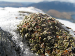 Anisotome imbricata imbricata