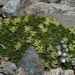 Anisotome imbricata prostrata - Photo (c) Peter Sweetapple, some rights reserved (CC BY-NC), uploaded by Peter Sweetapple