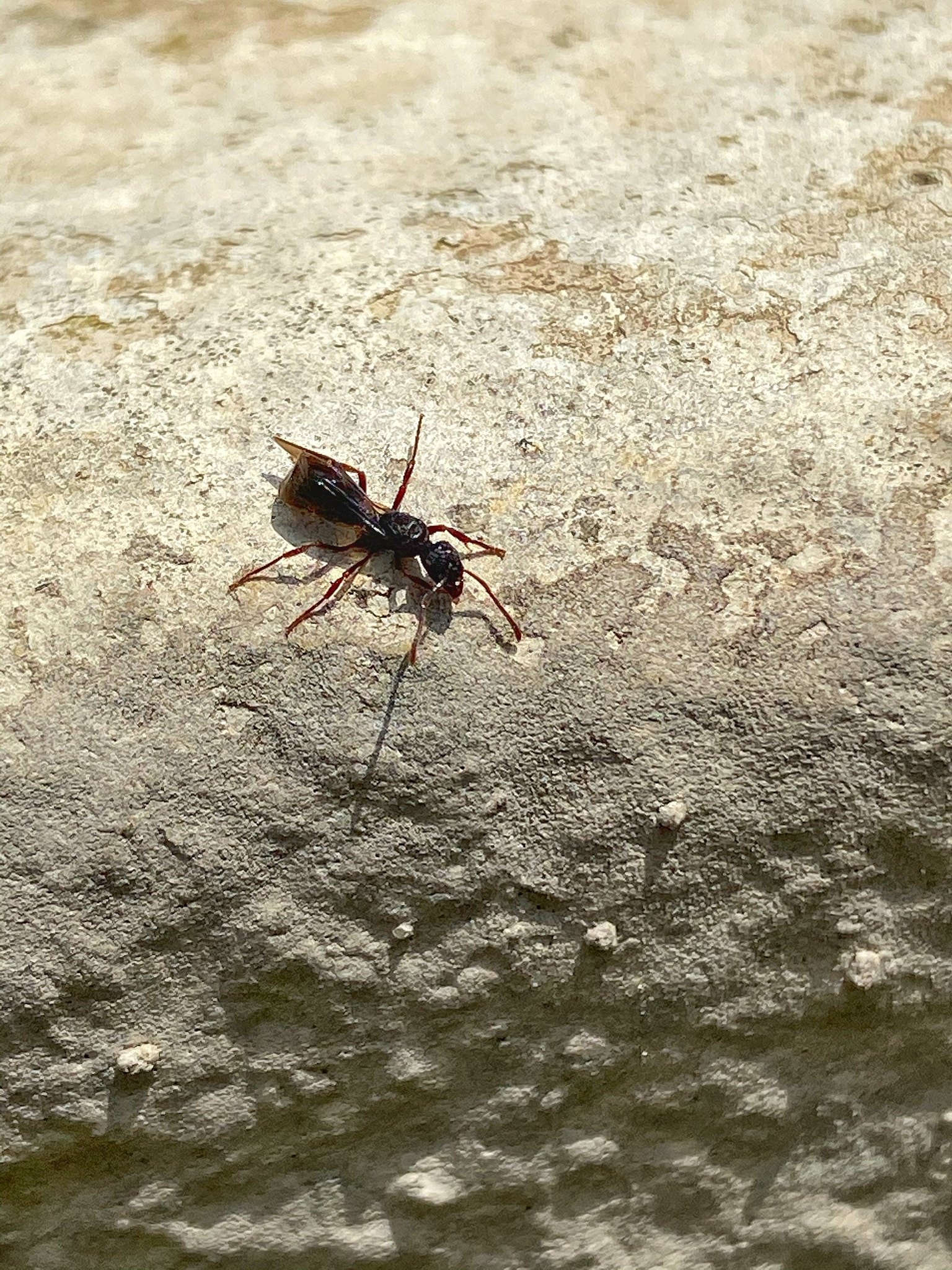 Holcoponera