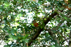 Thamnophilus doliatus