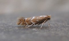 Cameraria betulivora