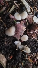 Strobilurus albipilatus