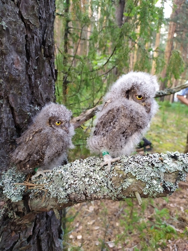 Eurasian Scops-Owl, photo 9 of 9