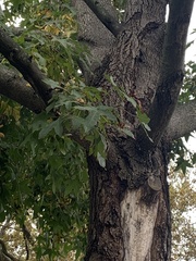 Liquidambar styraciflua