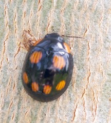 Paropsisterna sexpustulata