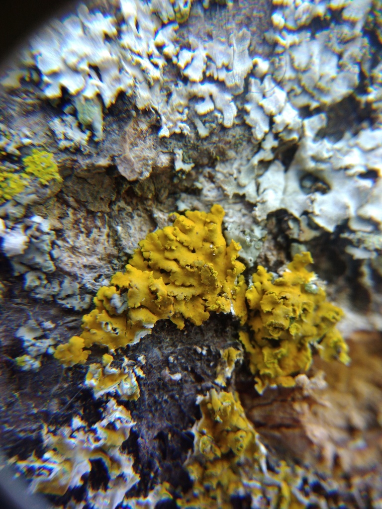 Xanthomendoza huculica