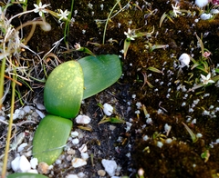 Haemanthus