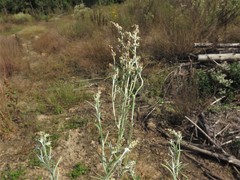 Gamochaeta antillana