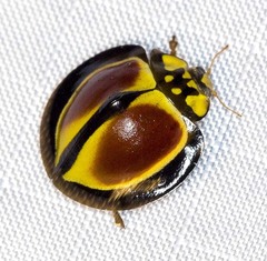 Australoneda bourgeoisi